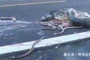 安徽蟒蛇事件真相，安徽蟒蛇事件真相揭秘