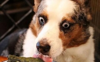 一只狗两张口打一字，一只狗两张口打一字是什么字